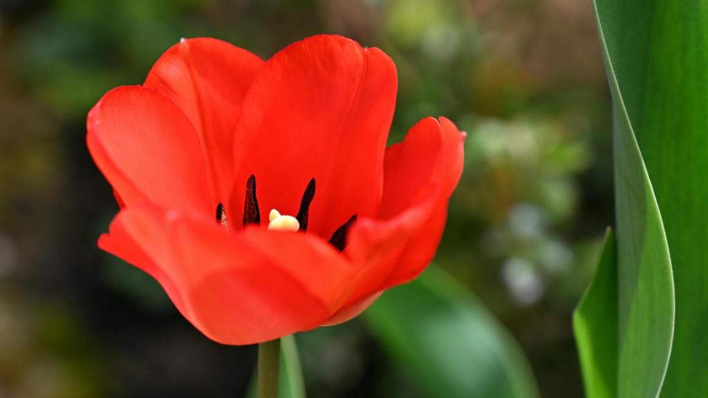 The Tulip and the Rose